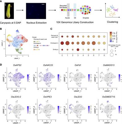 Gene expression variations and allele-specific expression of two rice and their hybrid in caryopses at single-nucleus resolution